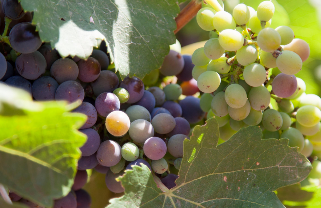 Weintour Mallorca